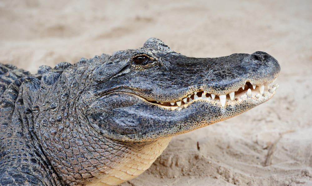 alligator in the sand