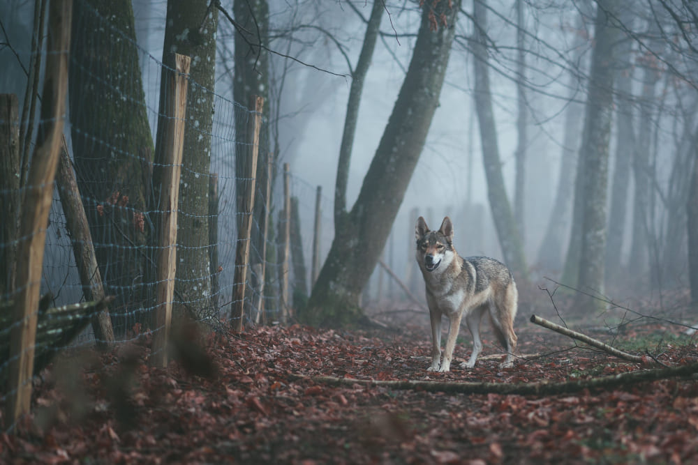 Biblical Meaning Of Wolves In Dreams: 7 Warnings 