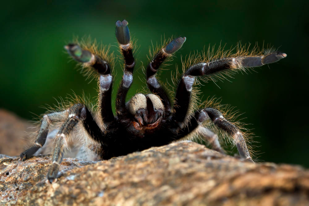 Biblical Meaning Of Tarantulas In Dreams: Is It A Good Sign?
