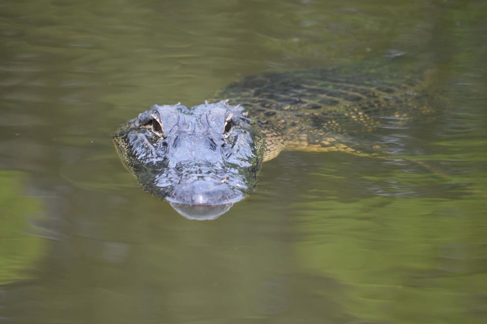 Biblical Meaning Of Alligators In Dreams: 9 Messages