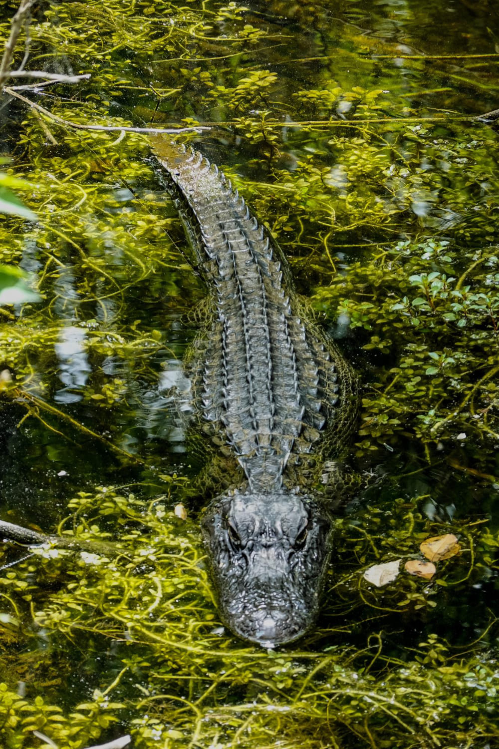9 Biblical Meanings Of Alligators In Dreams 