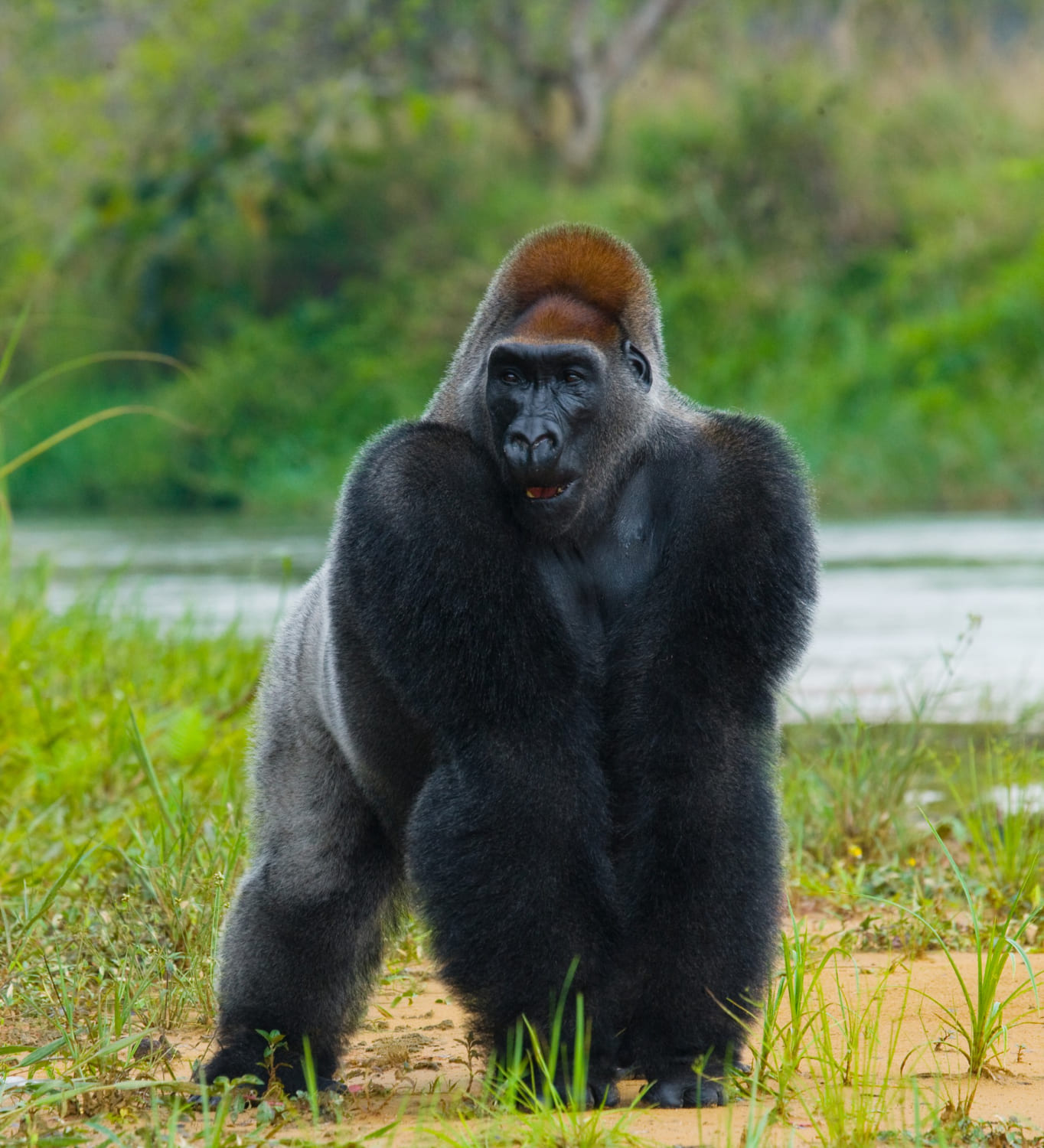 big gorilla from Congo