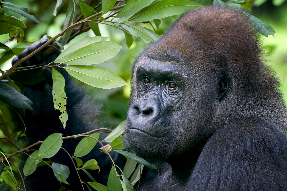 gorilla up close in forest