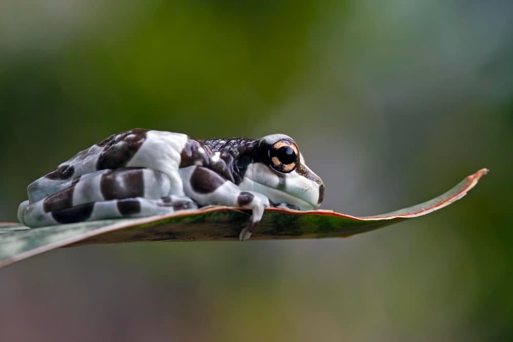 milk frog on branch