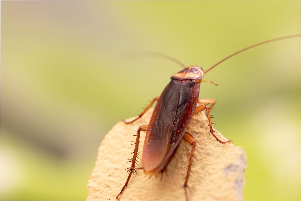 cockroach on rock