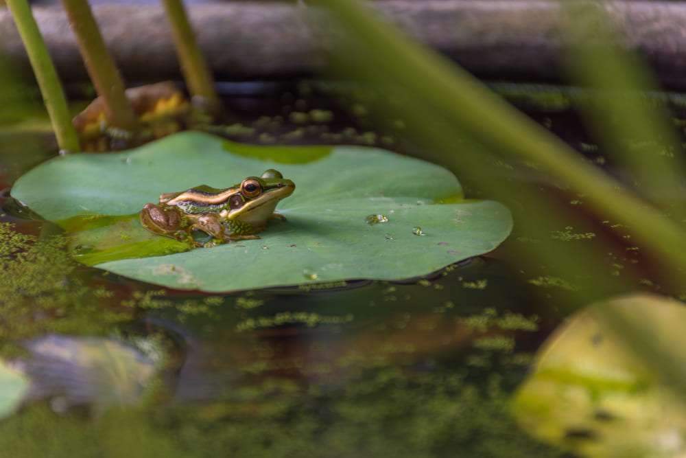 frog on lotus leaf