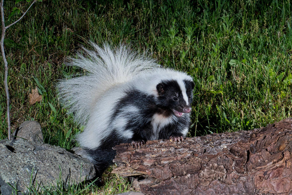 Biblical Meaning Of Skunk In Dream: 5 Signs