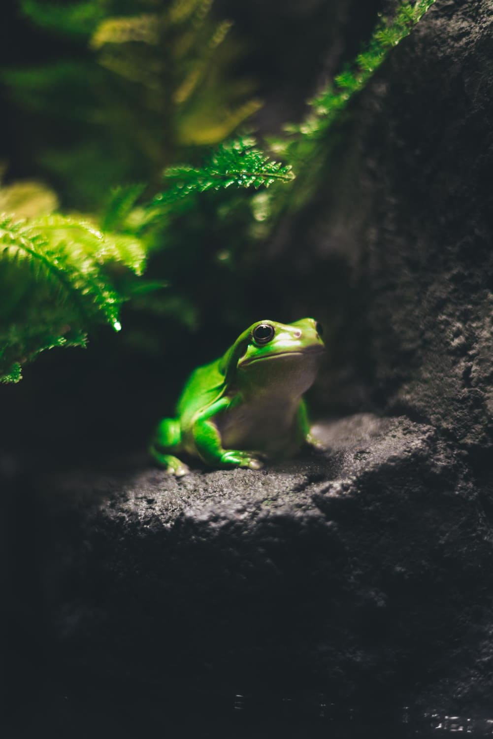 Frog staying the dark