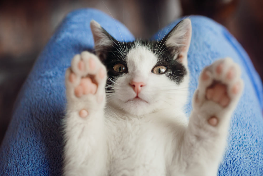 white cat paws up